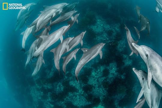 Easily identified by the “2” marked on her dorsal fin, Chunsam swims in the waters off Jeju Island. After several years in captivity the released dolphin quickly returned to her native pod, improving her chances of readapting to the wild.
