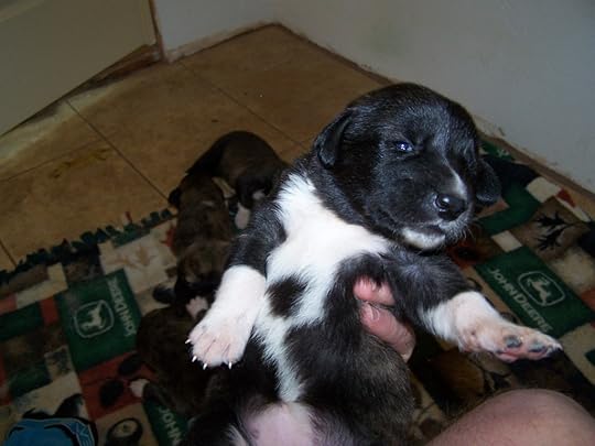 #8 female, 15 days old
