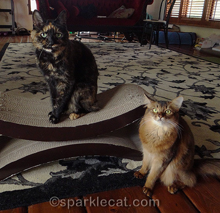 She said she is supposed to get both her and my treats for this session!