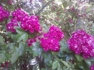 2015-06-05 10.32.48