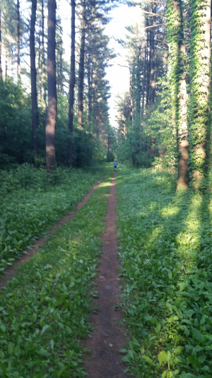 The Nordic trail--a big difference from the Ice Age stuff.