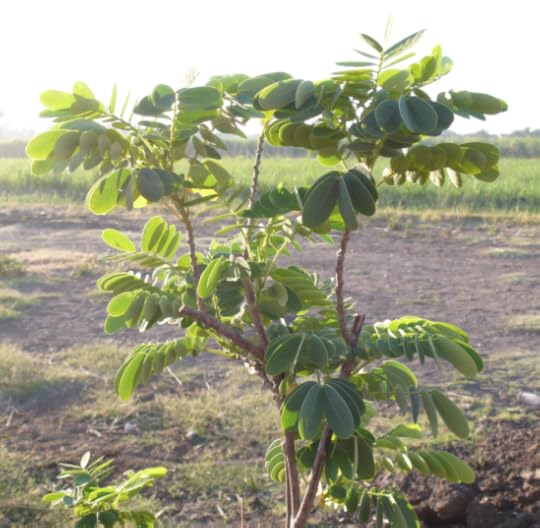 Screen Shot 2015-06-07 at 10.59.07 PM