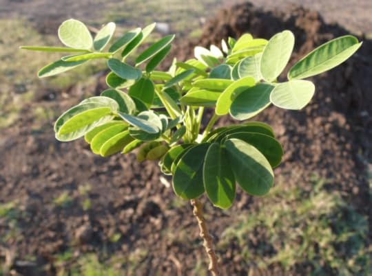 Screen Shot 2015-06-07 at 10.59.56 PM