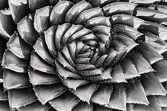 Gem of the Drakenberg © Harold Davis