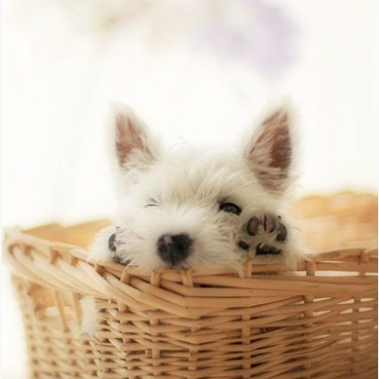 Axelle's dog, Halley, as a pup!