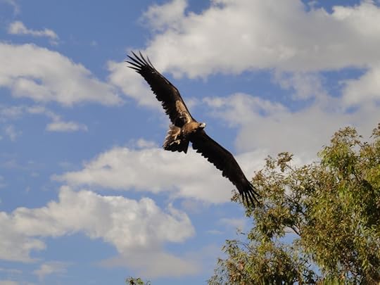An Eagle In Flight photo DSC01941_zpshl7bufzl.jpg