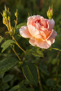 perfect June rose