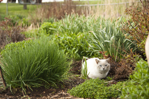 Siamese barn kitty in herb bed
