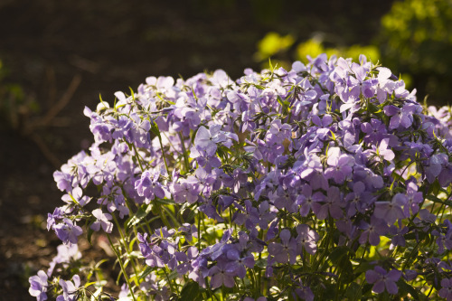blue phlox spring blooming