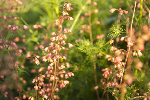 Coral Bells 2
