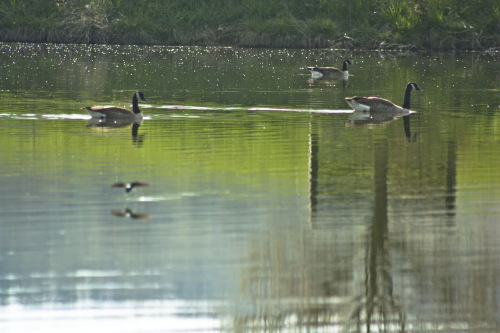 the farm pond with geese