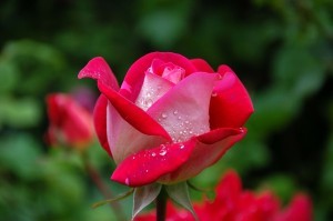 garden-339236_1280