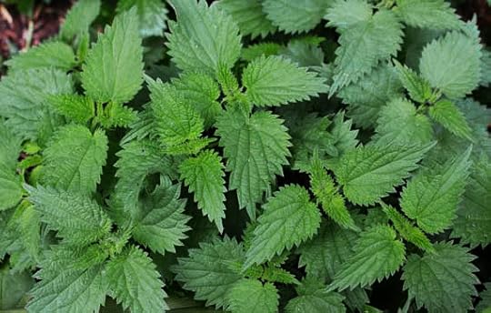Spring is the time to harvest nettles...
