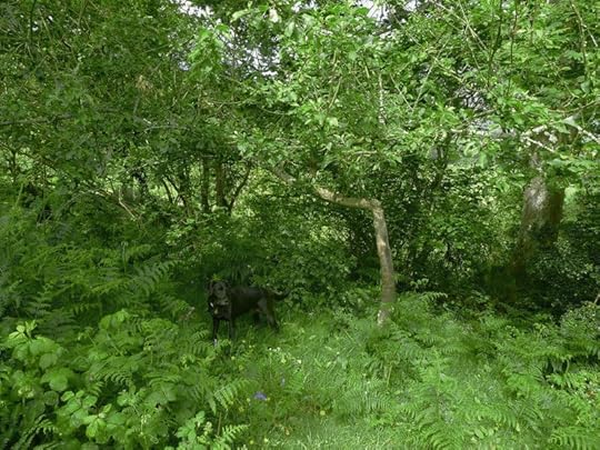 Nettles with ferns, flowers, and dog.