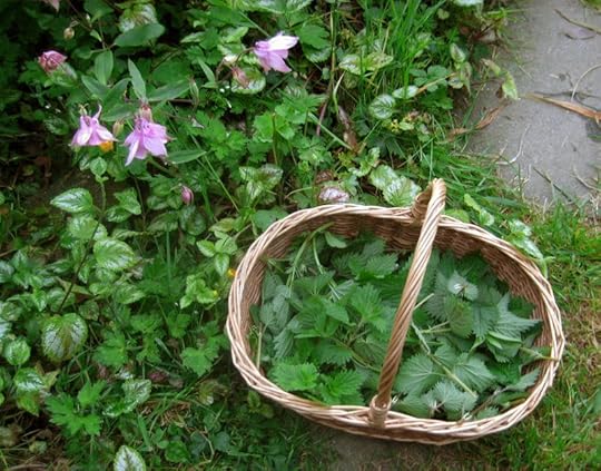 Harvesting nettles.