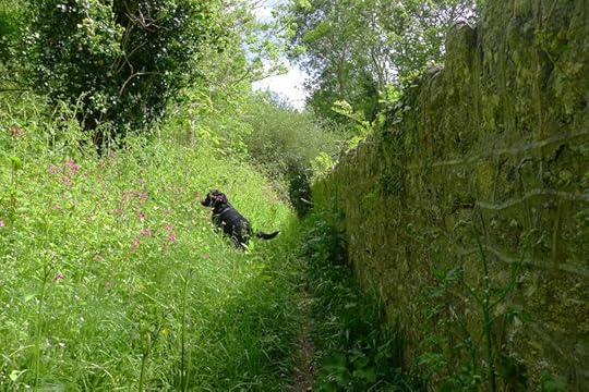 Nettle path by an old stone wall.