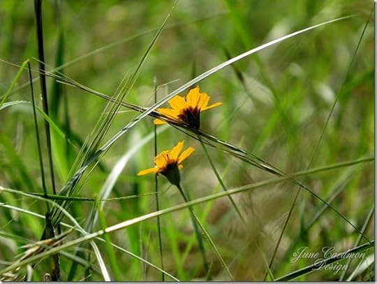 EngelmannDaisy