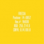 freesia