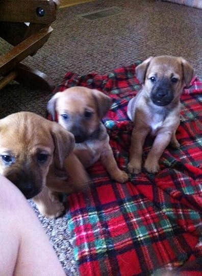  photo puppy2_zpsjsqplxw7.jpg