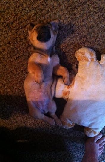  photo puppy_zps0ze5tx0z.jpg
