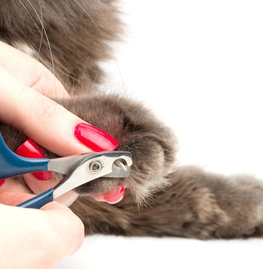 Cat's getting a nail trim