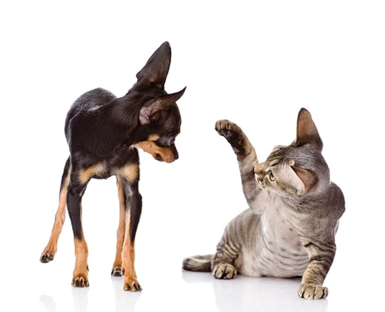 the cat beats a paw on a nose of a dog. isolated on white backgr