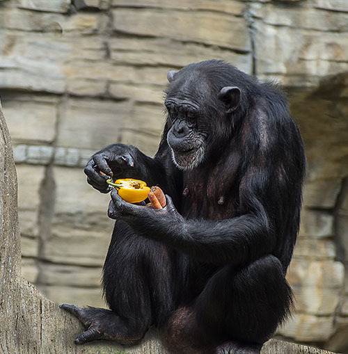 Chimp final.jpg