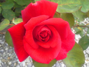 orangerose