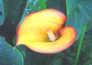 callalily