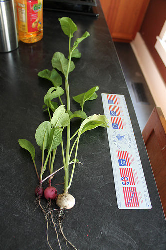 radishes