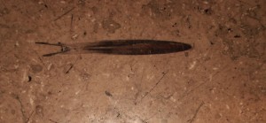 Belemnite Fossil