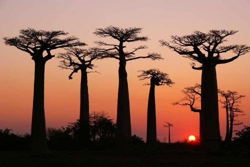  photo Baobab20Tree_zpskjnfqrxh.jpg
