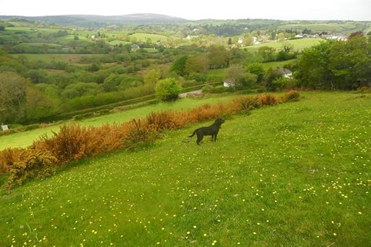Tilly in the buttercup field