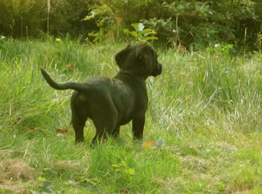 Tilly as a puppy