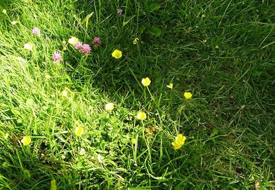 Buttercup field
