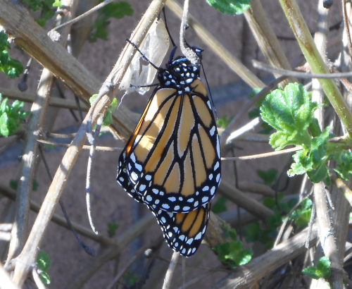 1-26-2015 monarch #1c