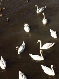 SwansAtShannonLimerick