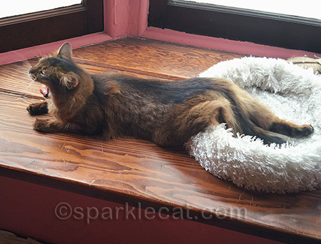 Yep, another open mouth shot! My human says I'm the laziest Somali she's ever met