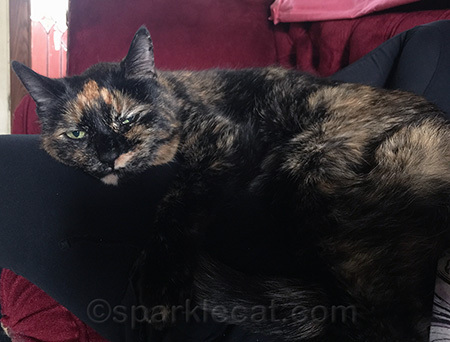 Note - she is dominating my human by lying on top of her