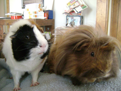 Horace and Danger Crumples don’t think I paid the cost to be the boss. 