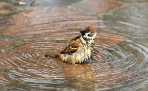 bird-a-sparrow-wet-water-pool-swimming