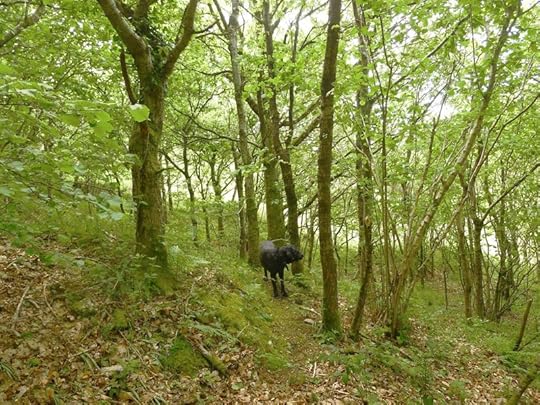 Woods 1
