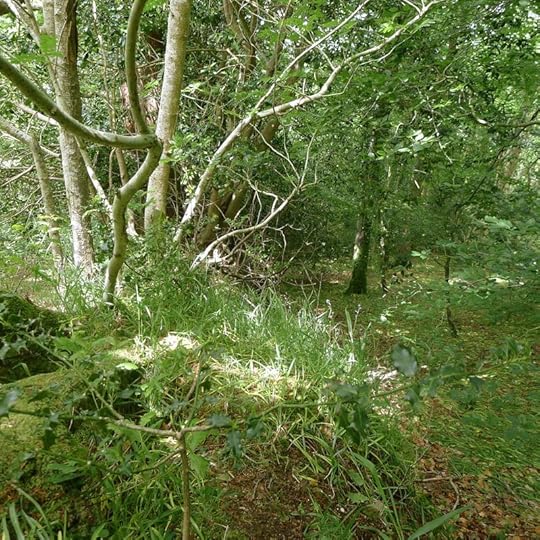 Woods 5
