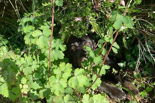 Tilly's nest