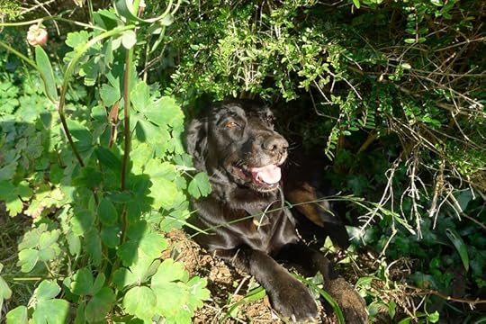 Tilly's nest 1