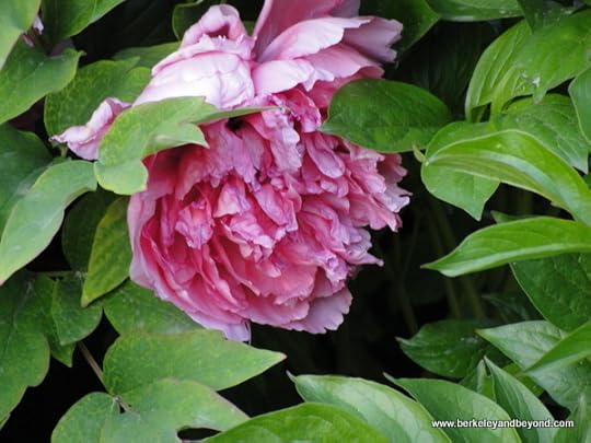pretty pink peony in peony garden at Big Wild Goose Pagoda in Xi'an, China