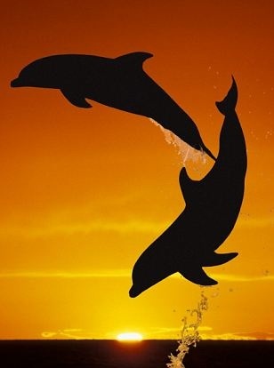 Playful dolphins in Bahamas. I got an opportunity to swim with the Dolphins. It was amazing, truly a dream come true!!!