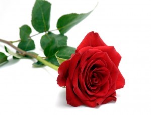 red rose