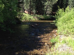 Creek behind camp