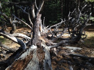 Fallen pine above camp